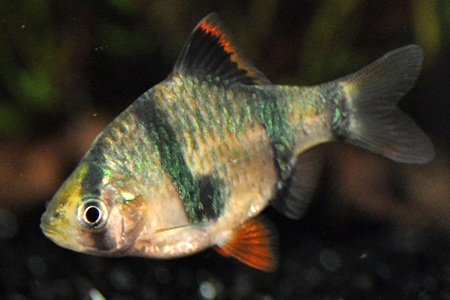 Tiger Barb (Puntius tetrazona) Tiger Barb (Puntius tetrazona)