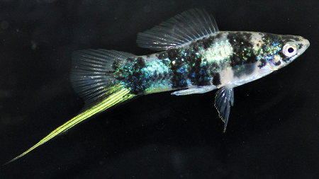 Tiger Swordtail (Xiphophorus Helleri)