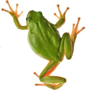 Reptile Care 76 Reptile Care