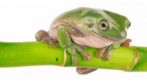 Reptile Care