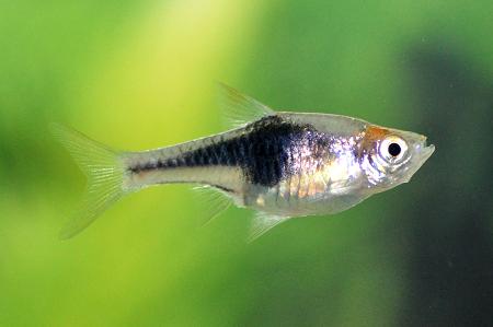 Purple Harlequin Rasbora (Trigonostigma heteromorpha) Purple Harlequin Rasbora (Trigonostigma heteromorpha)