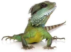 Reptile Care