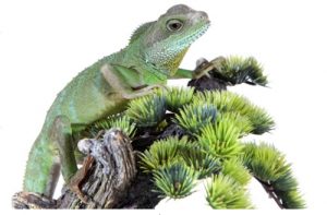 Reptile Care 74 Reptile Care