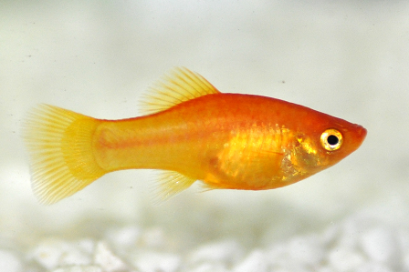 Coldwater Fish 83 Coldwater Fish