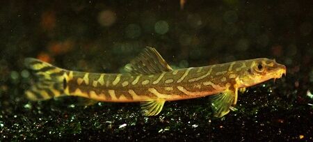 Zodiac Loach (Mesonoemacheilus triangularis)