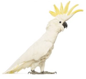 Bird Care