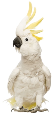 Bird Care 56 Bird Care