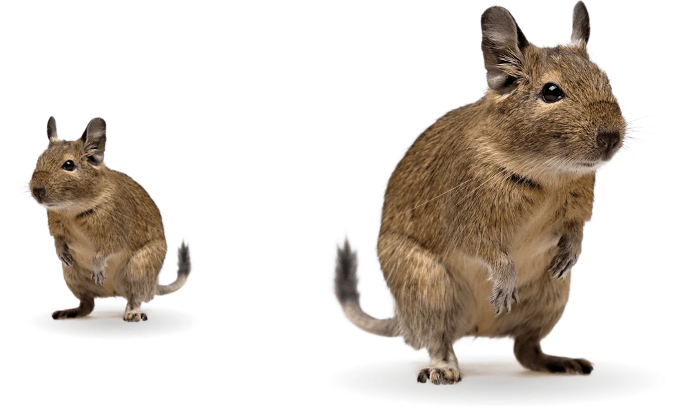 Small Pet