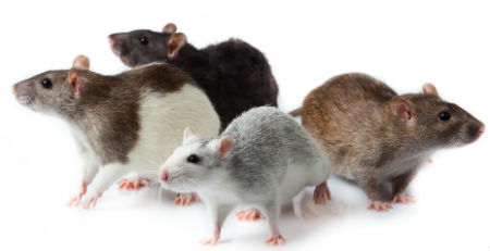Small Pet 73 Small Pet