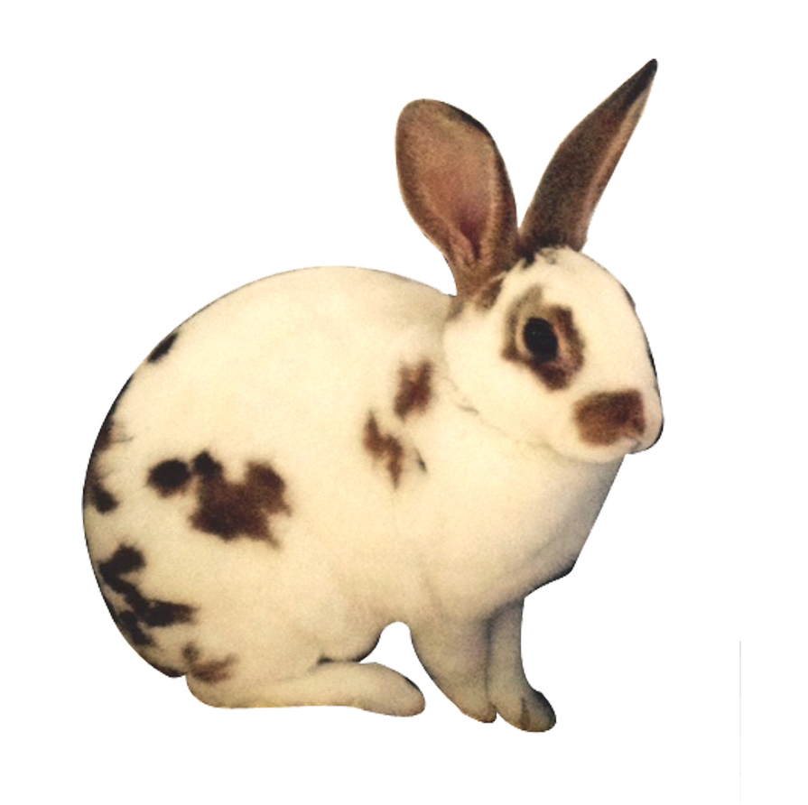 Small Pet
