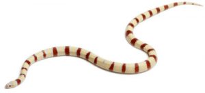 Reptile Care