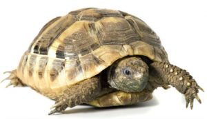 Reptile Care 70 Reptile Care