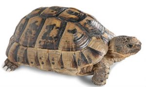 Reptile Care