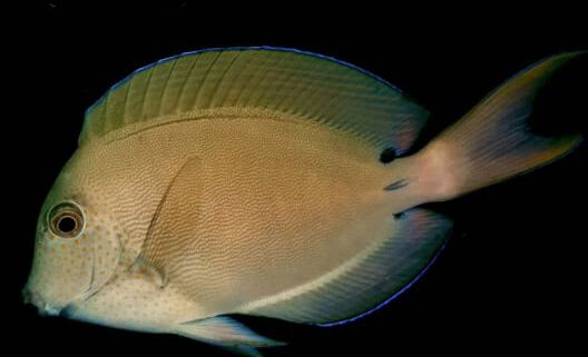 Brown Tang (Acanthurus nigrofuscus) Brown Tang (Acanthurus nigrofuscus)