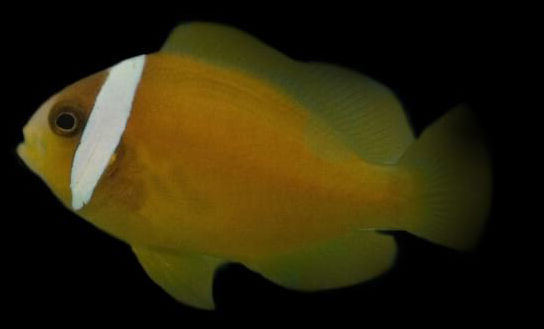 Marine Fish