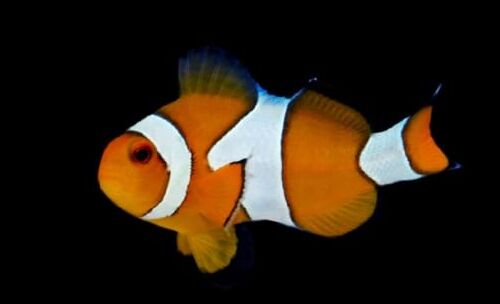 Common Clownfish (Aphiprion ocellaris) Common Clownfish (Aphiprion ocellaris)