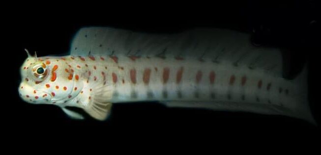 Red Spot Flymo Blenny (Blenniella chrysospilos) Red Spot Flymo Blenny (Blenniella chrysospilos)