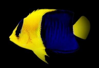 Bicolour Angelfish (Centropyge bicolor) Bicolour Angelfish (Centropyge bicolor)