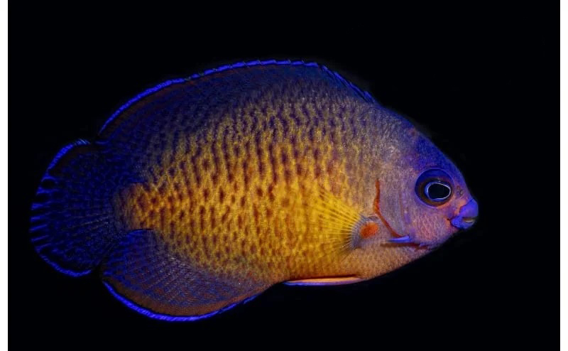 Coral Beauty (Centropyge bispinosus)