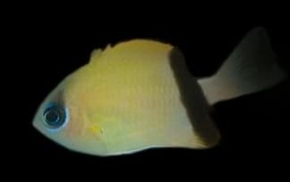 Black Bar Chromis (Chromis retrofasciata) Black Bar Chromis (Chromis retrofasciata)
