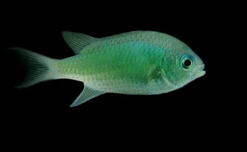 Green Chromis (Chromis viridis)