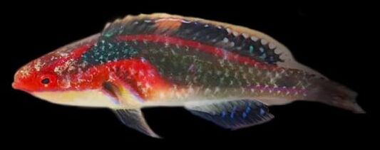 Exquisite Fairy Wrasse (Cirrhilabrus exquisitus) Exquisite Fairy Wrasse (Cirrhilabrus exquisitus)