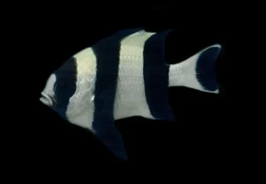 Four Stripe Damselfish (Dascyllus melanurus) Four Stripe Damselfish (Dascyllus melanurus)