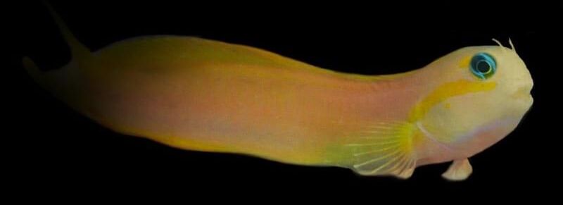 Midas Blenny (Ecsenius midas)