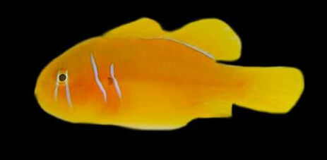 Lemon Coral Goby (Gobiodon citrinus) Lemon Coral Goby (Gobiodon citrinus)