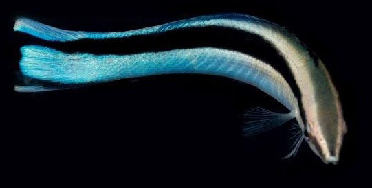 Cleaner Wrasse (Labroides dimidiatus)