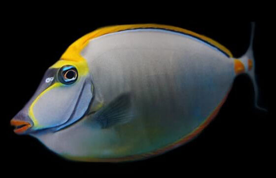 Blonde Naso Tang (Naso elegans) Blonde Naso Tang (Naso elegans)