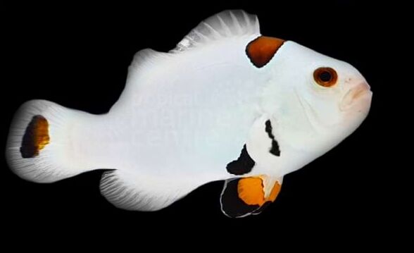 Plasma Storm Clownfish (Amphiprion ocellaris)