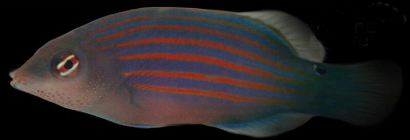Marine Fish 24 Marine Fish