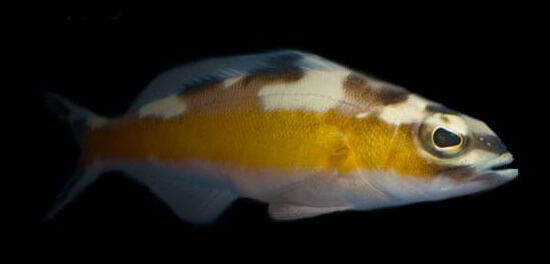 Tobacco Basslet (Serranus tabacarius)