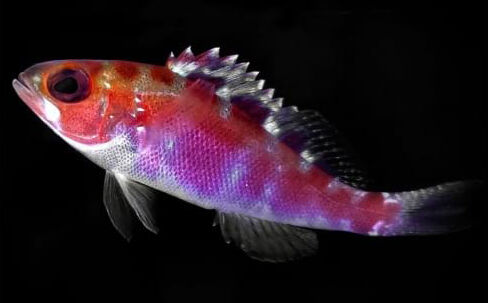 Caribbean Blue Bass (Serranus tortugarum) Caribbean Blue Bass (Serranus tortugarum)