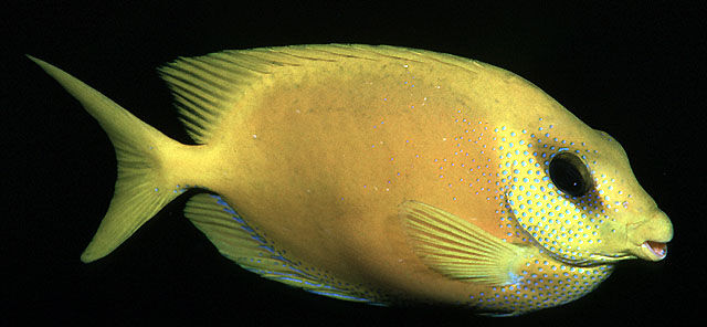 Yellow Rabbitfish (Signatus corallinus)