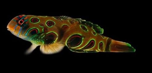 Spotted Mandarin (Synchiropus picturatus) Spotted Mandarin (Synchiropus picturatus)
