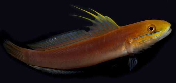Bella Goby (Valenciennea bella)