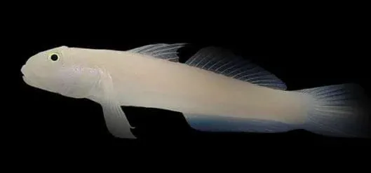Chalk Goby (Valenciennea sexguttata) Chalk Goby (Valenciennea sexguttata)