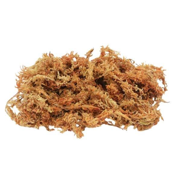 Lucky Reptile Spaghnum Moss Brick 100g SM-100 2 Lucky Reptile Spaghnum Moss Brick 100g SM-100 - Image 2