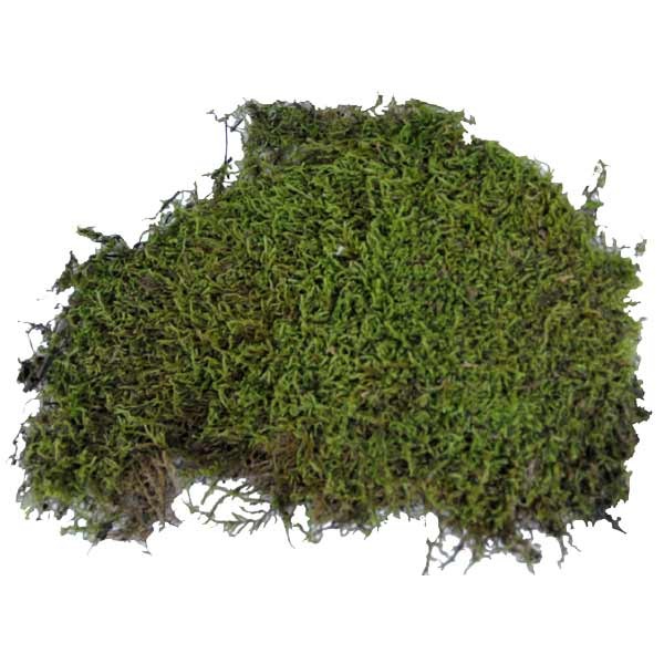 Lucky Reptile Dry Vivarium Moss 150g VM-150 2 Lucky Reptile Dry Vivarium Moss 150g VM-150 - Image 2