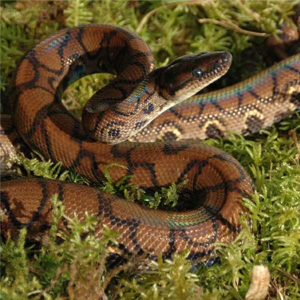 Lucky Reptile Dry Vivarium Moss 150g VM-150 3 Lucky Reptile Dry Vivarium Moss 150g VM-150 - Image 3