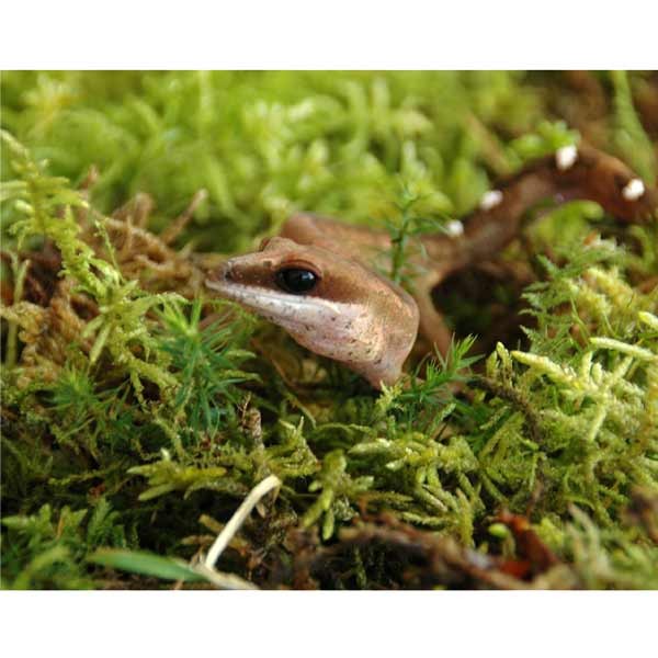 Lucky Reptile Dry Vivarium Moss 150g VM-150 4 Lucky Reptile Dry Vivarium Moss 150g VM-150 - Image 4
