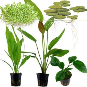 Tropica Assorted Indoor Potted Aquarium Plants