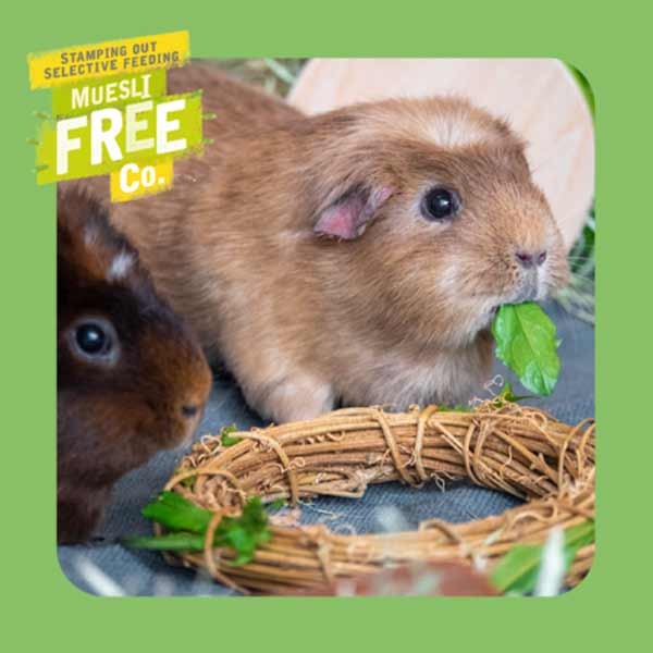 Burgess Excel Guinea Pig Nuggets Mint 10kg 5 Burgess Excel Guinea Pig Nuggets Mint 10kg - Image 5