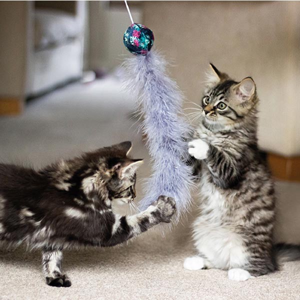 Rosewood Feather Boa Assorted Cat Toy 3 Rosewood Feather Boa Assorted Cat Toy - Image 3