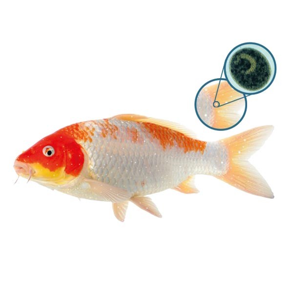 NT Labs Koi Care Formaldehyde AntiParasite Treatment 250ml 2 NT Labs Koi Care Formaldehyde AntiParasite Treatment 250ml - Image 2
