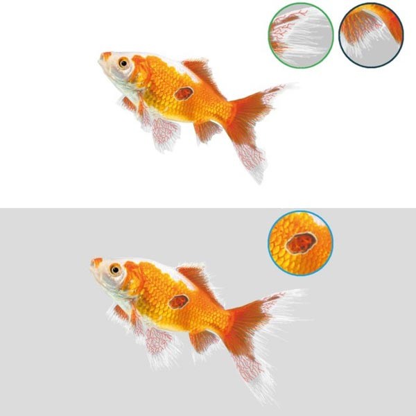 NT Labs Anti-Ulcer, Fin-Rot & Flukes Pond Treatment 250ml 2 NT Labs Anti-Ulcer, Fin-Rot & Flukes Pond Treatment 250ml - Image 2