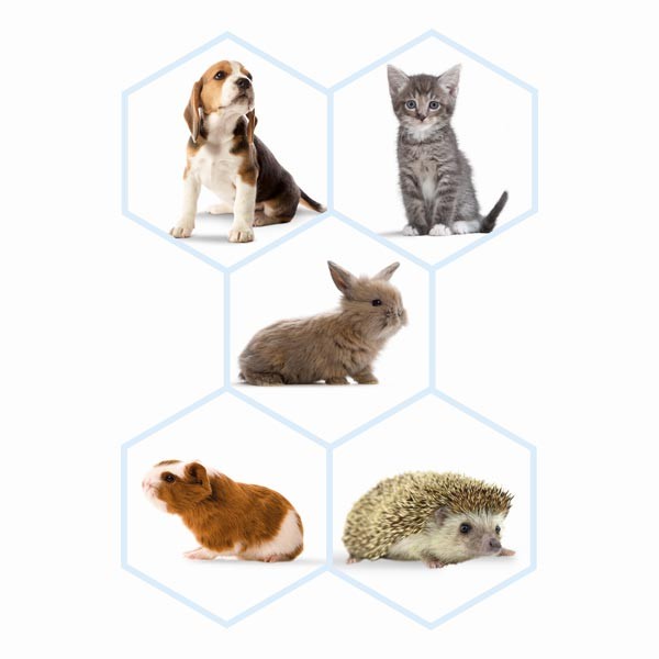 Beaphar Lactol Milk Replacer Feeding Syringes for Kittens & Puppies 2 Pack 3 Beaphar Lactol Milk Replacer Feeding Syringes for Kittens & Puppies 2 Pack - Image 3