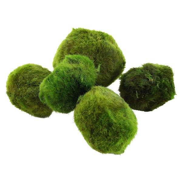 Tropica Moss Ball (Aegagropila linnaei) 1 Tropica Moss Ball (Aegagropila linnaei)